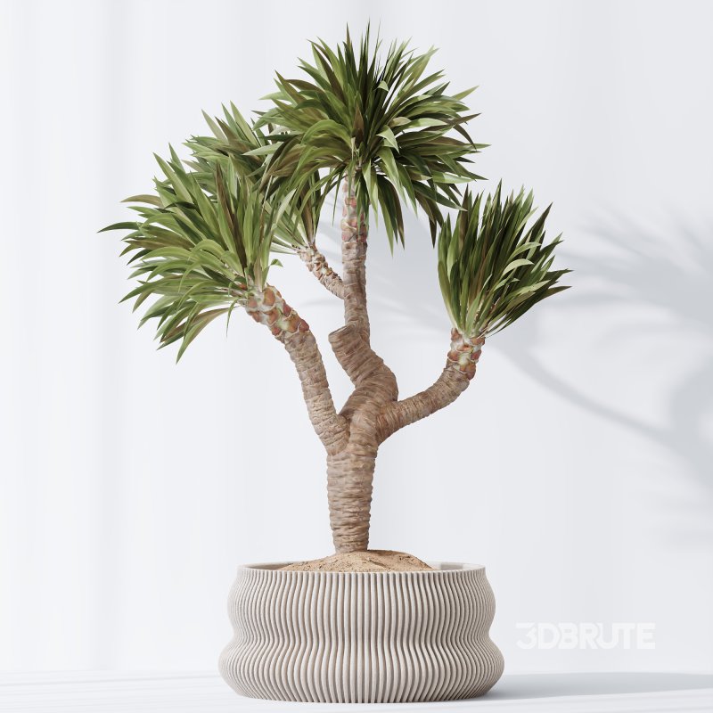 AV Indoor Plants Set 295 Mission Olive Tree Indoor and Yucca Elephantipes Gigantea Image 4