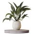 Indoor Plant - Thumbnail 7