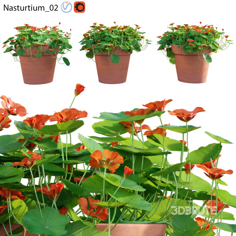 Nasturtium 02 Image 1