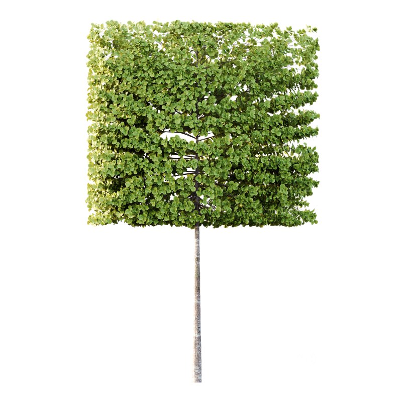 fagus sylvatica tree 17 Image 4