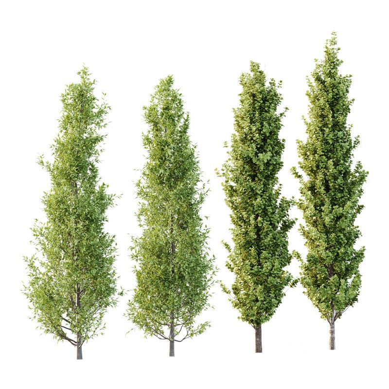 Different Trees 33 Image 1