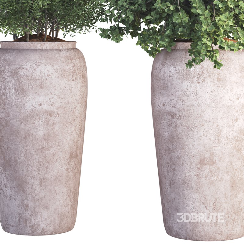 Outdoor Plant 010 Image 4