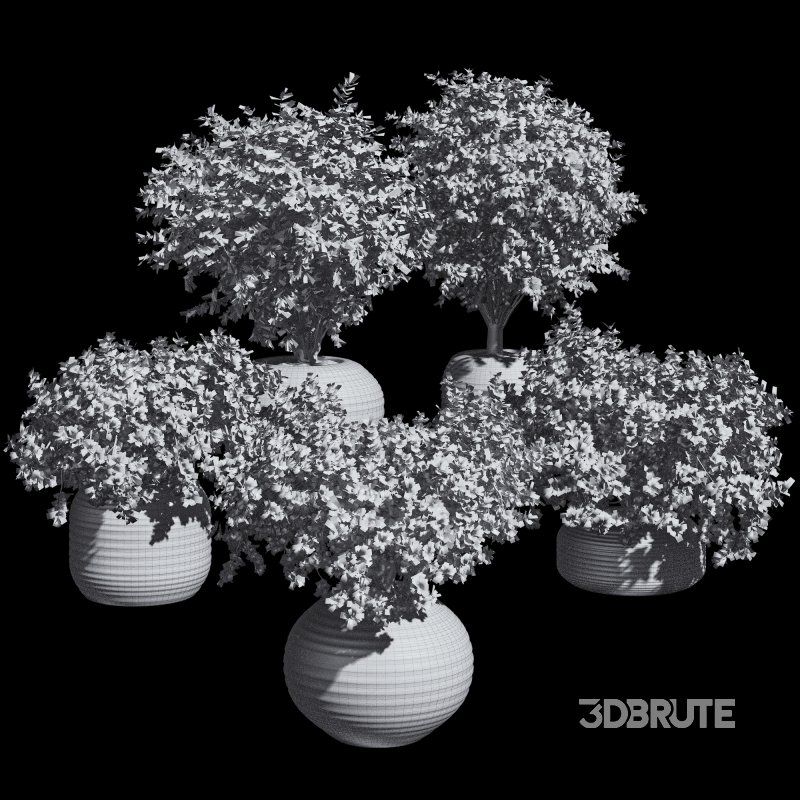 Outdoor Bush Collection in Pot 08 Image 7