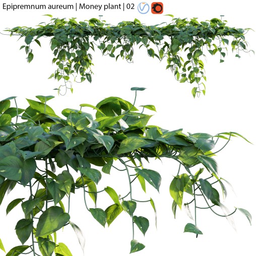 Epipremnum aureum – Money plant – 02