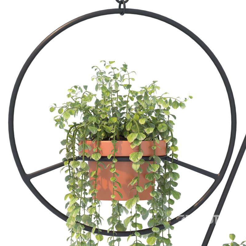 Boho Hanging Plants 03 Image 1