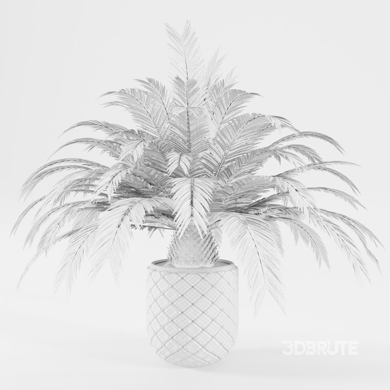 Indoor plant set 02 Image 3