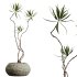 AV Indoor Plants Set 299 Japandi Ficus Dracaena Marginata and Mission Arbequina Olive - Thumbnail 3