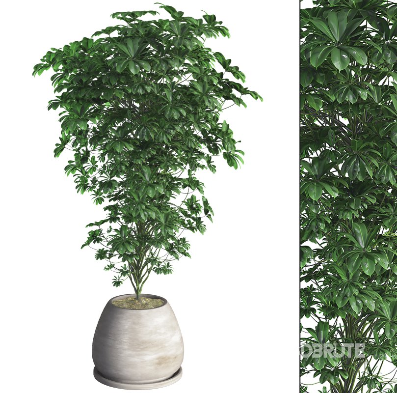 Indoor Plant 09 Image 1