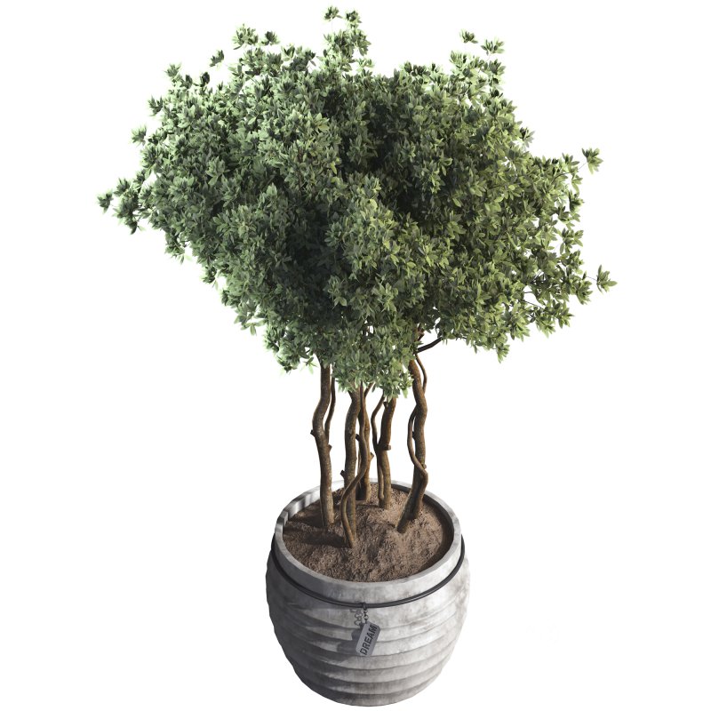 Indoor Plant 07 Image 3