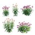 Echinacea purpurea – Coneflower - Thumbnail 1