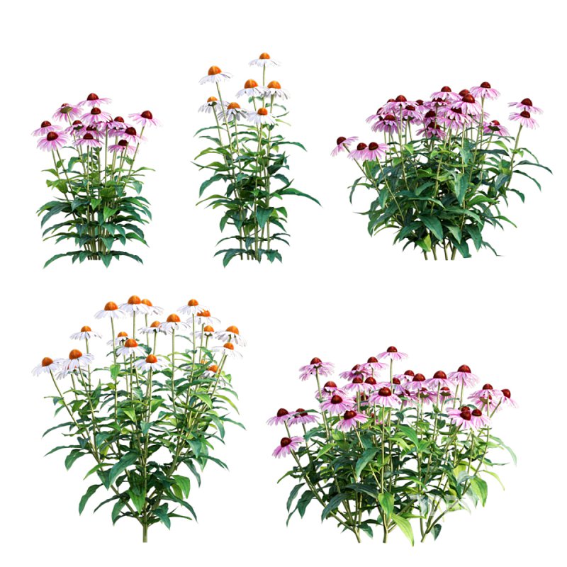 Echinacea purpurea – Coneflower Image 1