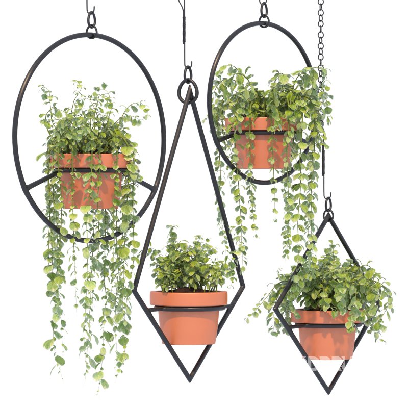 Boho Hanging Plants 03 Image 4