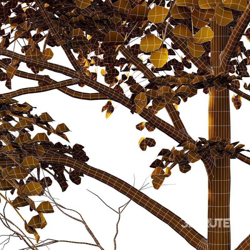 Different Trees 22 Image 5