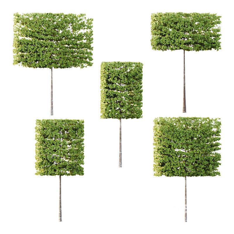 fagus sylvatica tree 17 Image 2