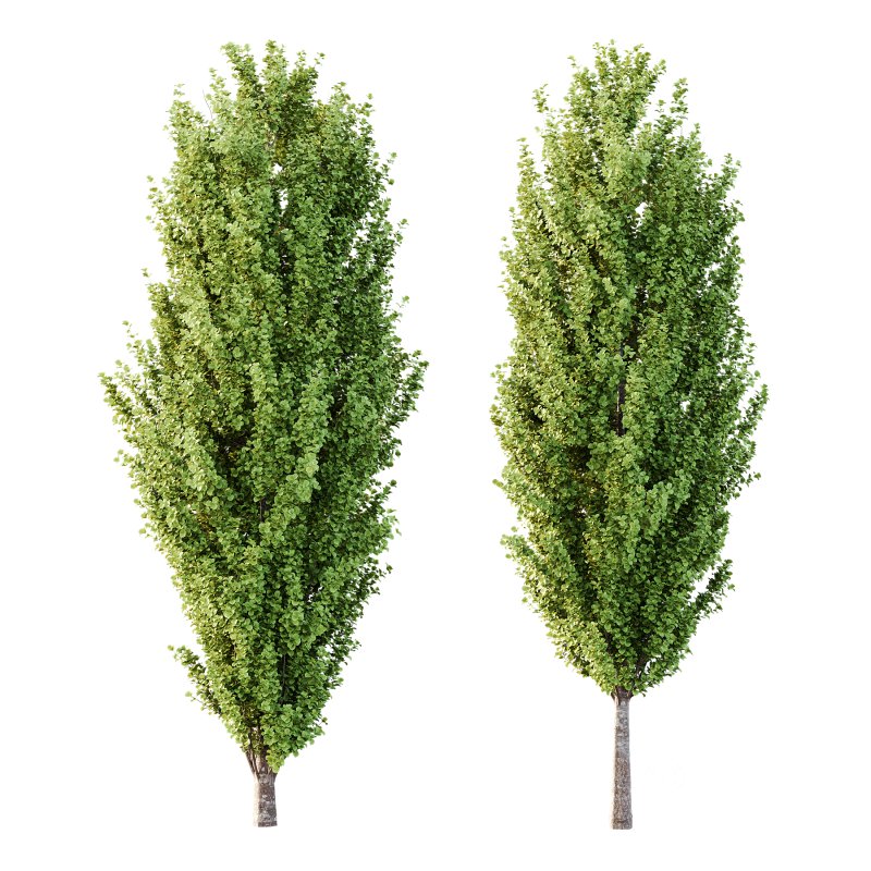 fagus sylvatica tree 15 Image 1