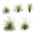 Prairie dropseed | Sporobolus heterolepis - Thumbnail 2