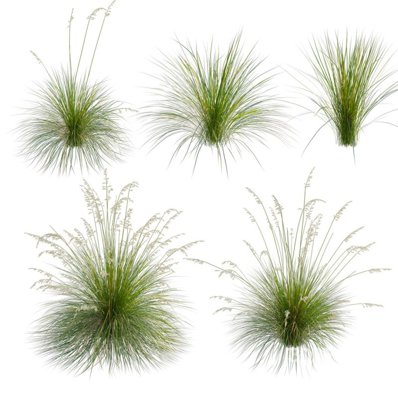 Prairie dropseed | Sporobolus heterolepis Image 2