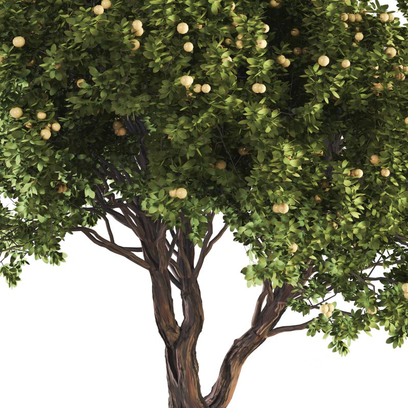 Jungle Fruit Tree and ivy plant Image 5