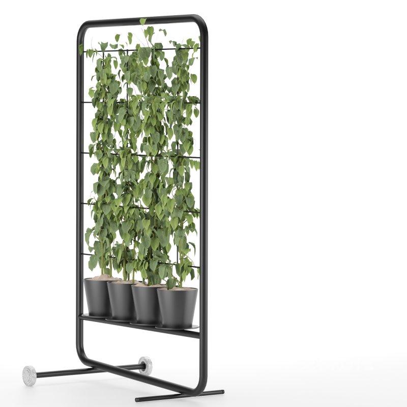 pathos plant Image 3