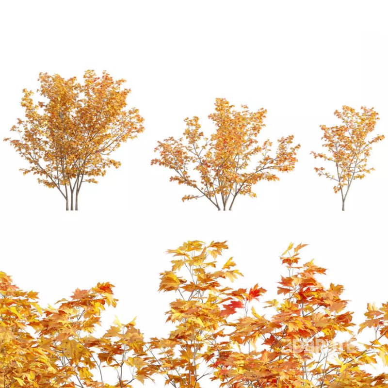 Acer circinatum | Vine Maple 04 Image 1