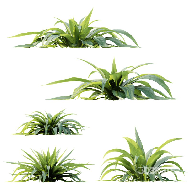 ntal plant admired for its wide, sword-like leaves in vibrant green shades. Native to woodland and shaded habitats, Carex Platyphylla is valued for its lush texture and architectural form, while the Astelia influence enhances its decorative appeal with broad foliage and striking volume. The elegant rosette structure makes this plant suitable for borders, garden beds, or modern planters, providing both softness and a bold visual statement. Modeled with precision and enhanced by 4K textures, this asset ensures high realism and versatility for both indoor and outdoor architectural visualizations. Image 2