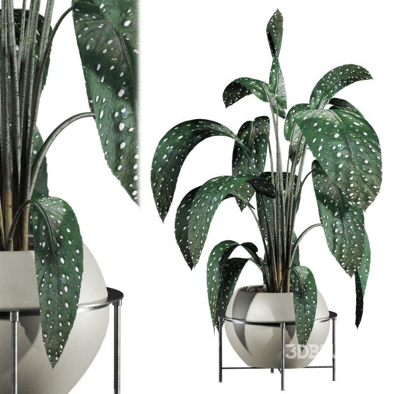 Potted plant Image 3