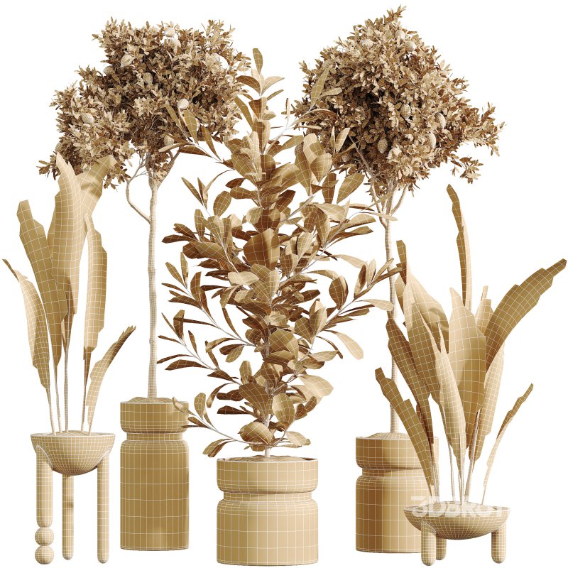 AV Indoor Plants Set 287 Lemon Ficus Laurel Aspidistra Cast iron Image 6