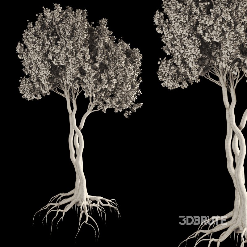 Jungle Fruit Tree and ivy plant Image 6