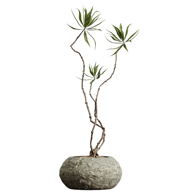 AV Indoor Plants Set 299 Japandi Ficus Dracaena Marginata and Mission Arbequina Olive Image 8