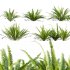 Nephrolepis cordifolia 02 - Thumbnail 1