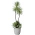 AV Indoor Plants Set 285 Ficus Marginata Olive Yucca Rostrata Palm Abidjan - Thumbnail 2