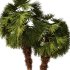 Palm tree Set33 - Thumbnail 7