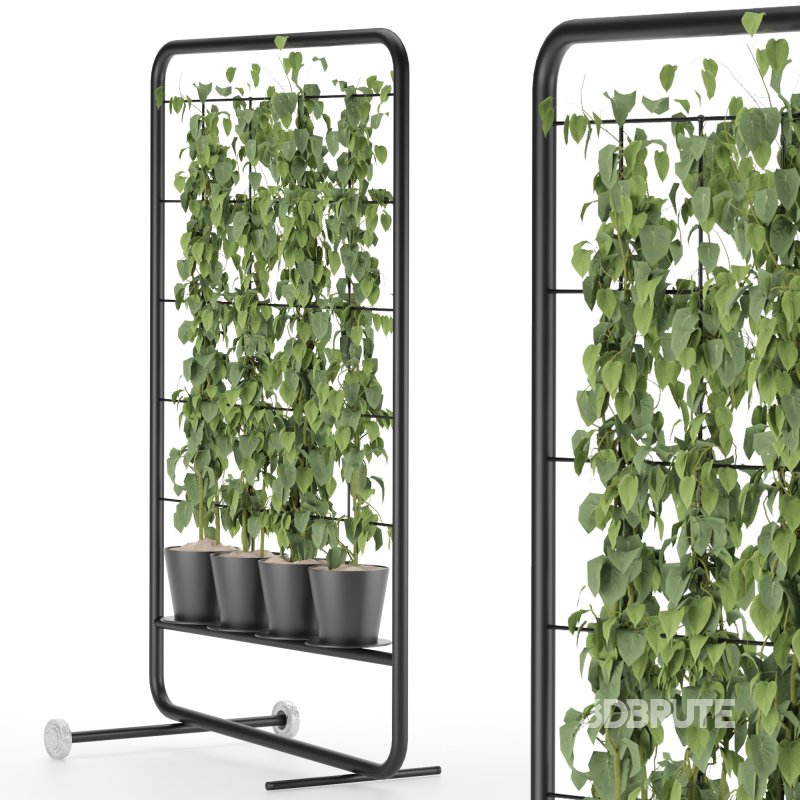 pathos plant Image 1