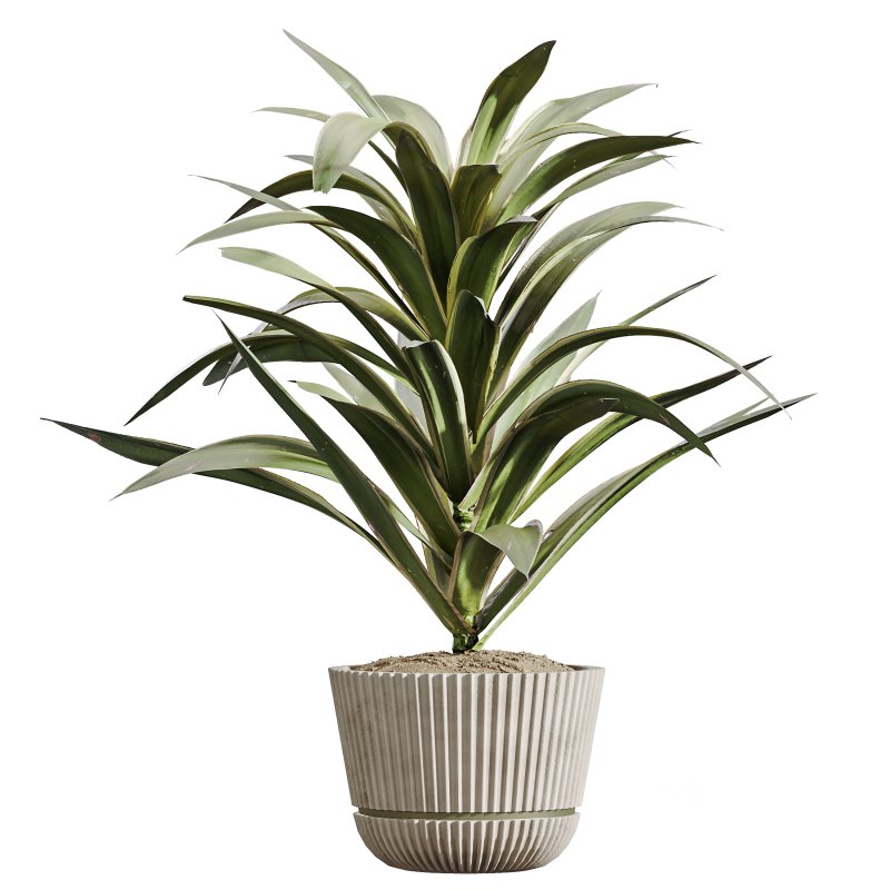 AV Indoor Plants Set 304 Areca Palm and Dracaena Marginata and Lemon Dragon and Ficus Image 2