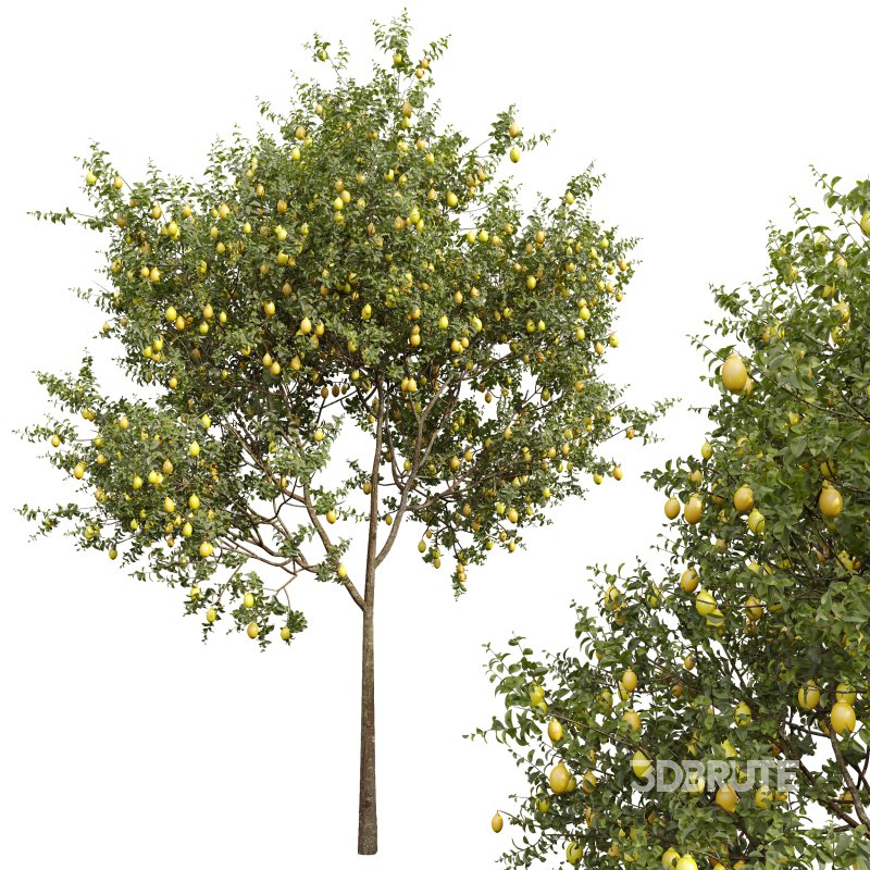 ntal and culinary value. On the left stands the Citrus × meyeri, or Meyer Lemon—a hybrid between citron and mandarin/pomelo, originally from China and introduced to the West in the early 20th century. Known for its smooth, deep yellow skin and slightly sweet, fragrant lemons, it’s a favorite in Mediterranean-style courtyards and edible gardens. Image 4