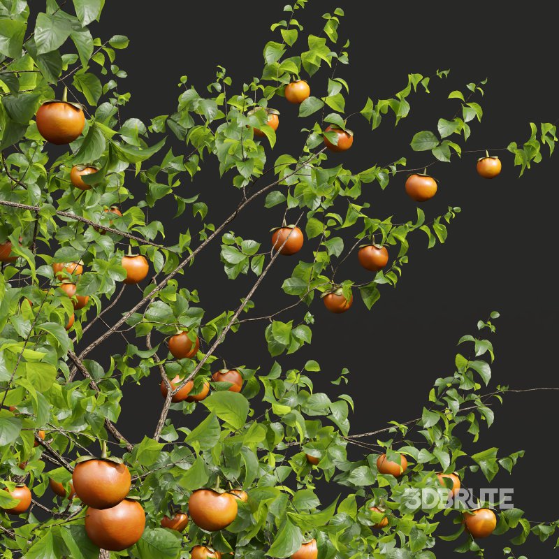 AV Fruit Trees Diospyros Kaki Persimmon and Malus Pumila Apple Red Image 2