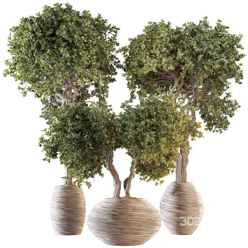 Indoor Plant Set 03 Image 1