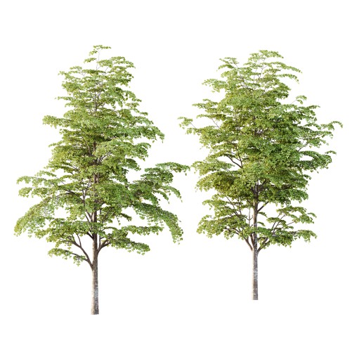 fagus sylvatica tree 12