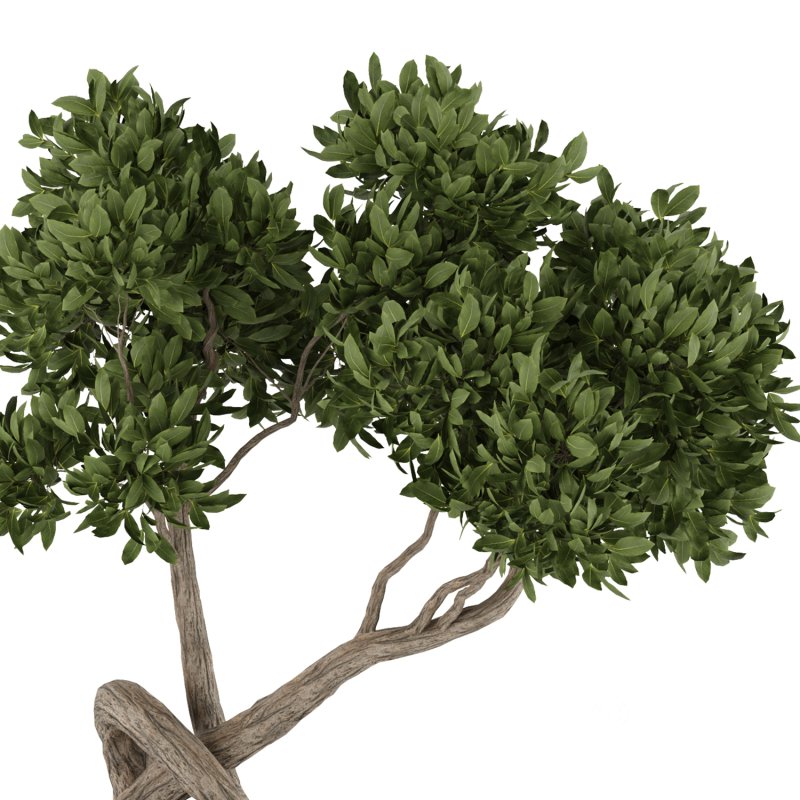 bonsai in concrete pot Image 4