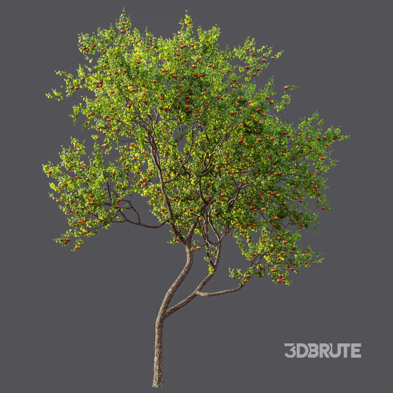 AV Fruit Trees Diospyros Kaki Persimmon and Malus Pumila Apple Green Image 8