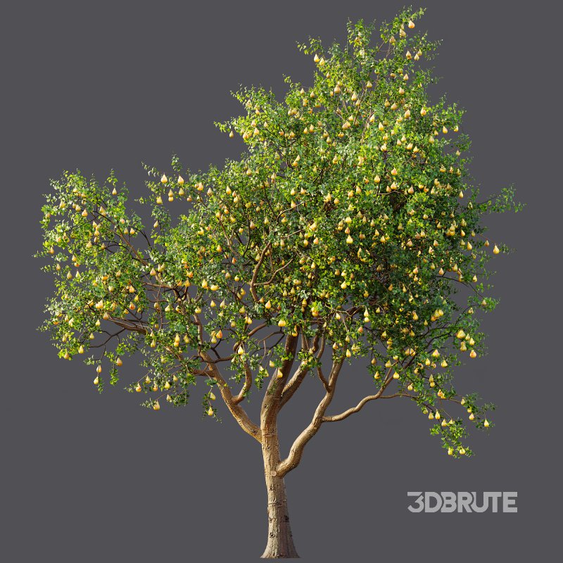 AV Fruit Trees Prunus Salicina Plum Pflaume and Pear Pyrus Communis Image 9