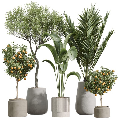 AV Indoor Plants Set 289 Fruit Orange Tree and Areca Palm and Banana Nicolai and Olive