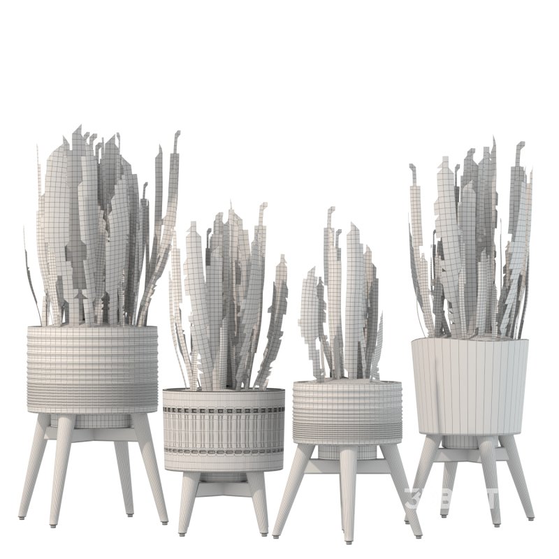 Sansevieria Plant Set Image 4