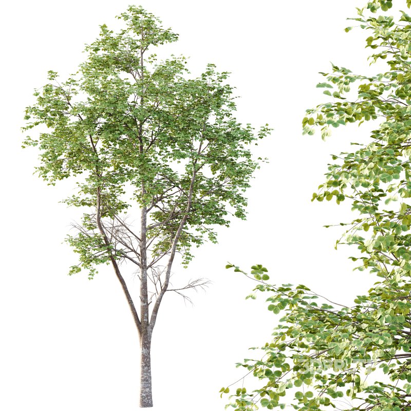 Different Trees 26 Image 4