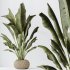 AV Indoor Plants Set 285 Ravenala Banana Strelitzia Nicolai Bird Of Paradise Set - Thumbnail 5
