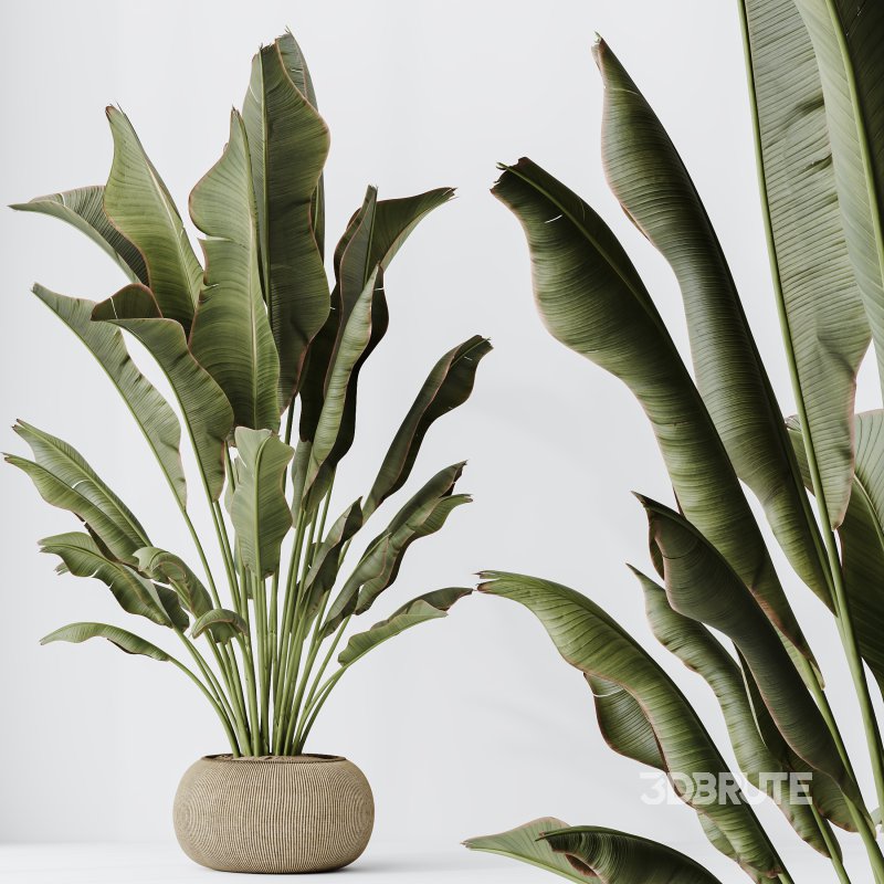 AV Indoor Plants Set 285 Ravenala Banana Strelitzia Nicolai Bird Of Paradise Set Image 5
