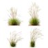 ntal grass hybrid that brings vertical elegance to any garden or architectural visualization. Originally cultivated in Germany and widely popularized across Europe and North America, this perennial grass features upright, feather-like plumes and narrow green blades that shift to golden hues in late summer. Its architectural form, graceful sway in the wind, and low-maintenance nature make it a favorite among designers looking to evoke movement, rhythm, and a naturalistic softness in modern landscapes. - Thumbnail 10