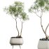 AV Indoor Plants Set 306 Japandi Decorative Minimalism Ficus Dracaena Marginata - Thumbnail 2