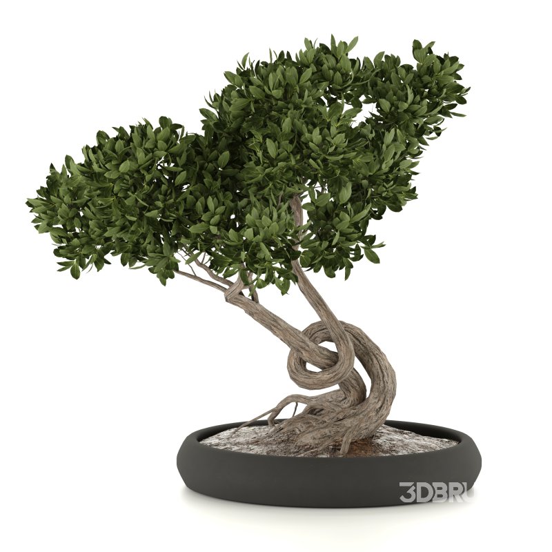 bonsai in concrete pot Image 1
