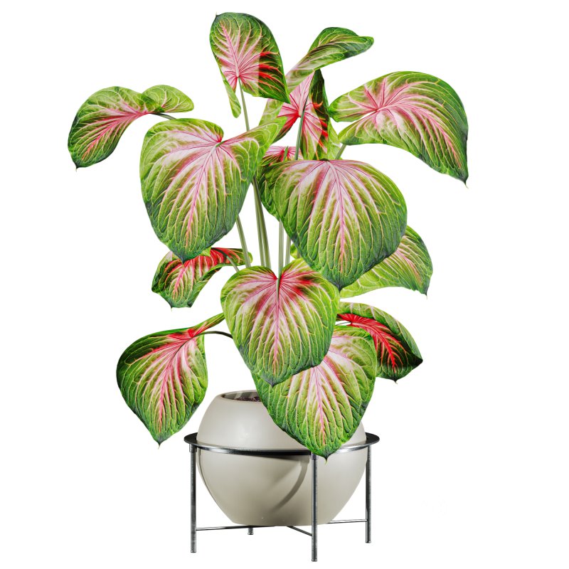 potted plant Image 2
